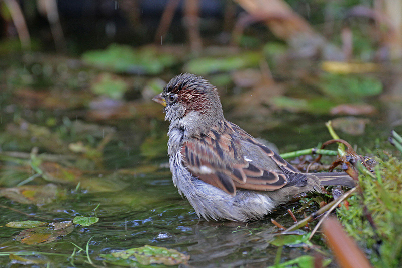 Moineau-domestique-M-au-bai.jpg
