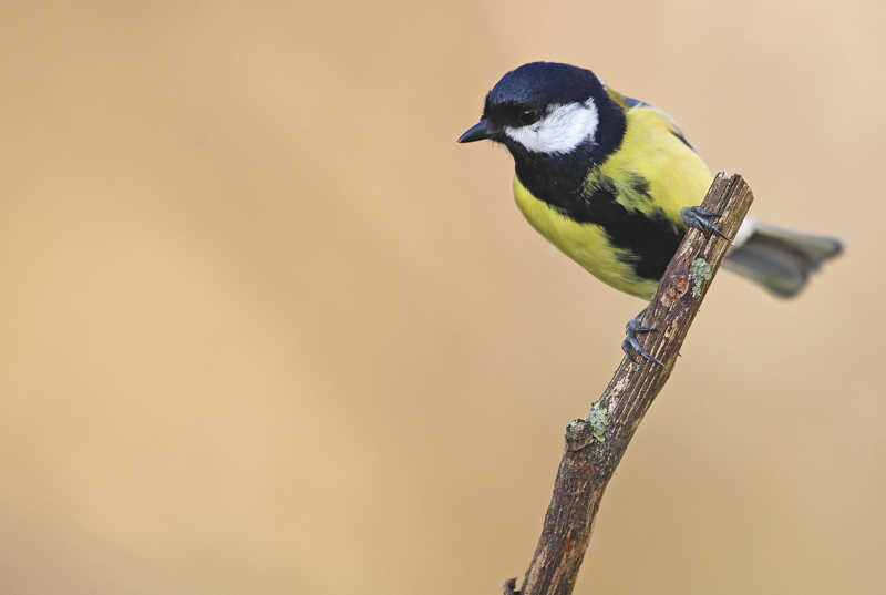 Mésange-charbonnière-M--18.jpg