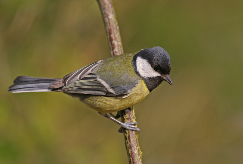 Mésange-charbonnière-F-13.jpg