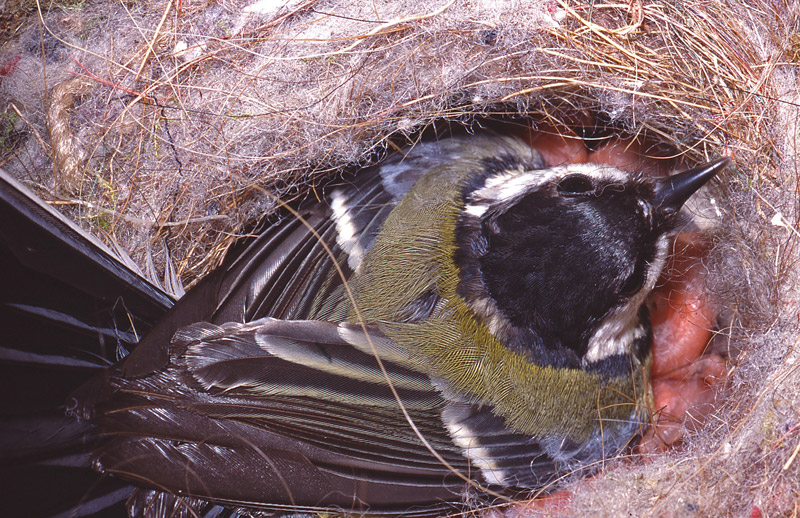 Mésange-charbonnière--nicho.jpg