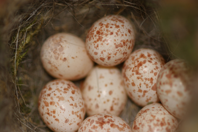 Mésange-charbonnière-oeufs-.jpg
