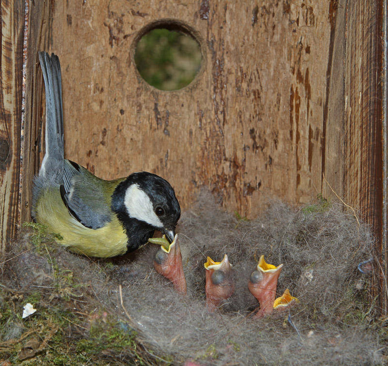 Mésange-charbonnièrer-8.jpg