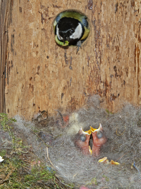 Mésange-charbonnière-nichoi.jpg