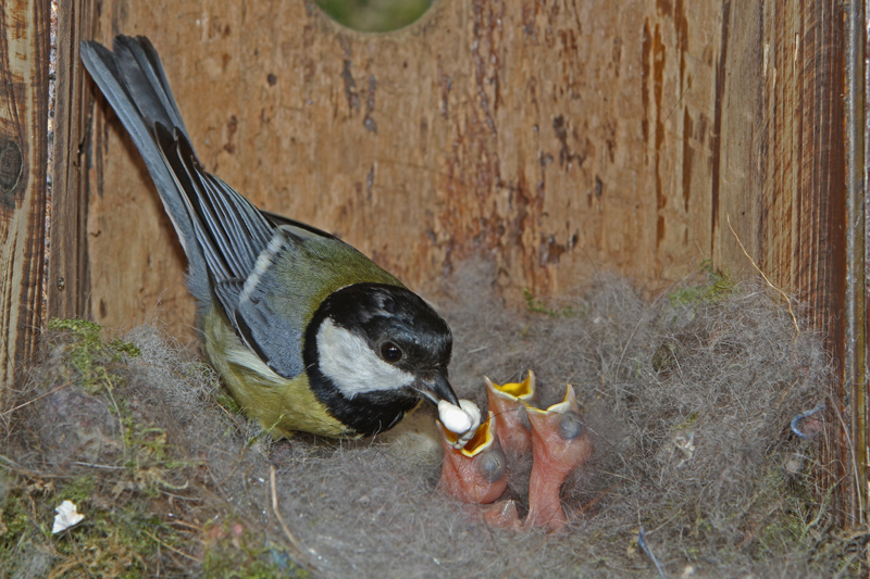 Mésange-charbo--sac--fécal.jpg