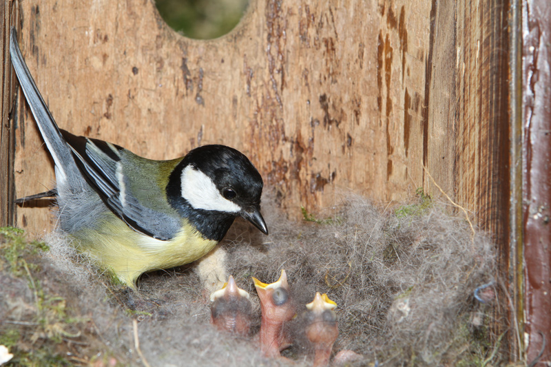 Mésange-charbonnière-5.jpg