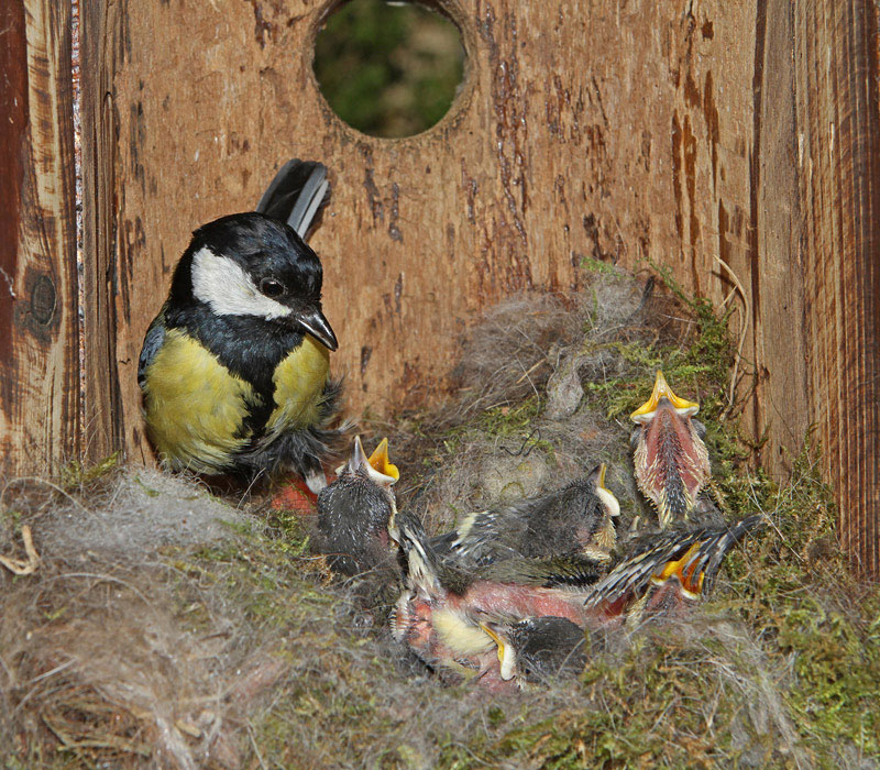 Mésange--25.jpg