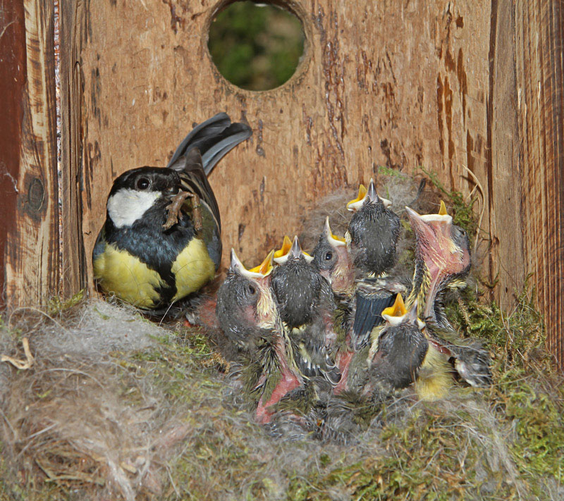 Mésange-nichoir-27.jpg