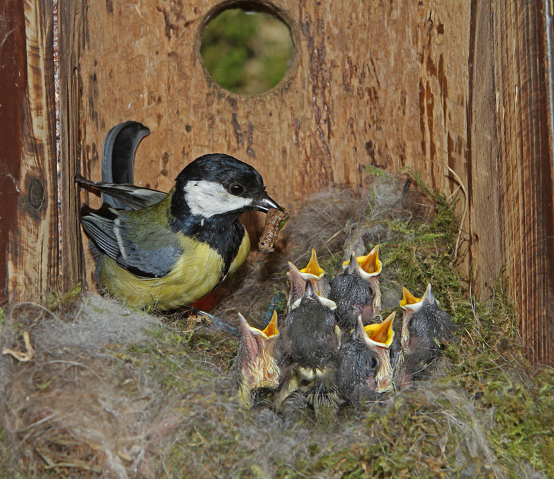 Mésange-charbonnière--22.jpg