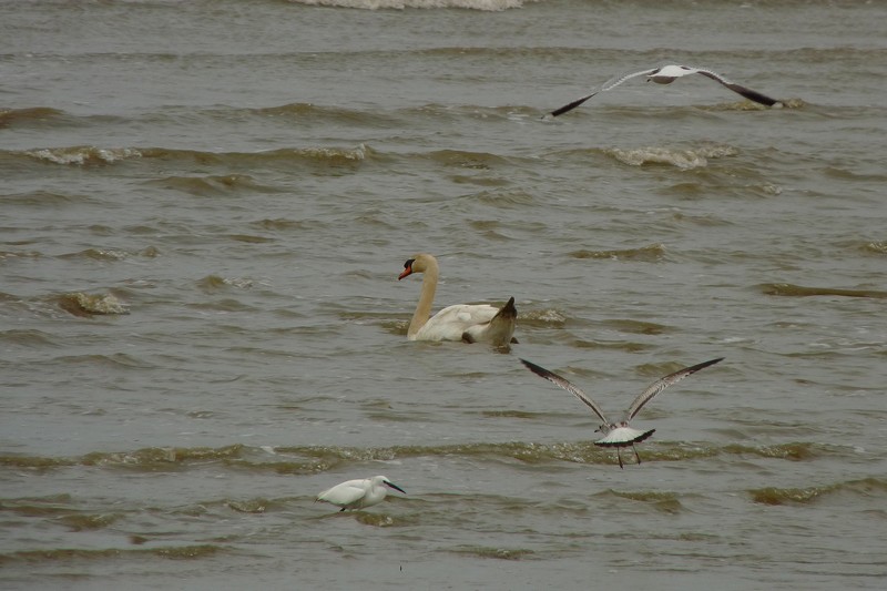 Un cygne à la mer.jpg