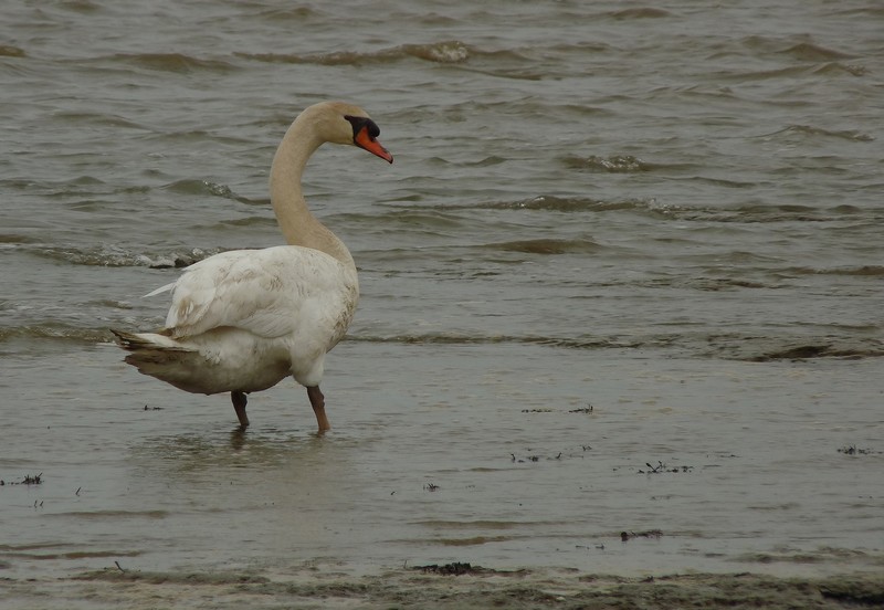 Un cygne à la mer-2.jpg