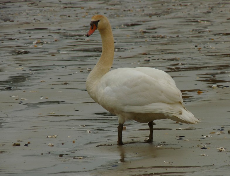 Un cygne à la mer-3.jpg