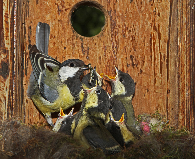 Mésange-32.jpg