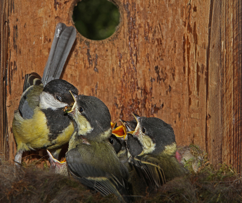 Mésange-charbonnière-nichoi.jpg