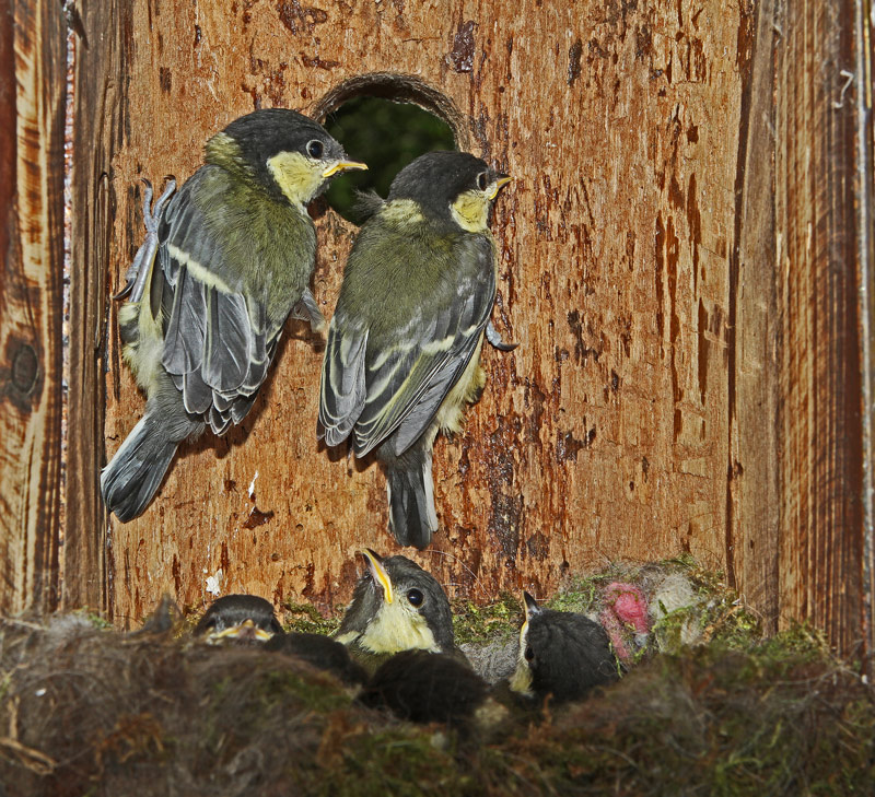 Mésange-envolr-35.jpg