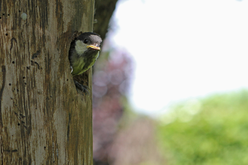 Mésange-envol-41.jpg