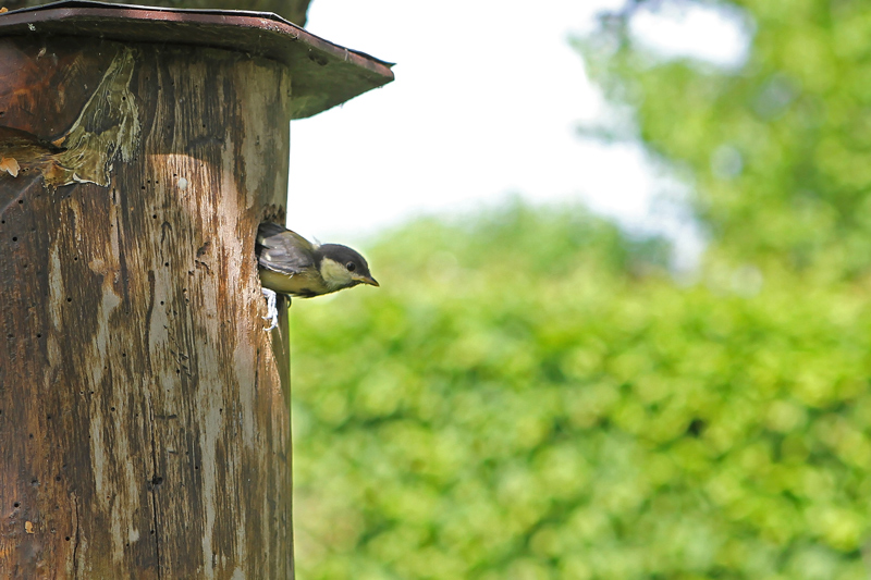 Mésange-charbon-37.jpg