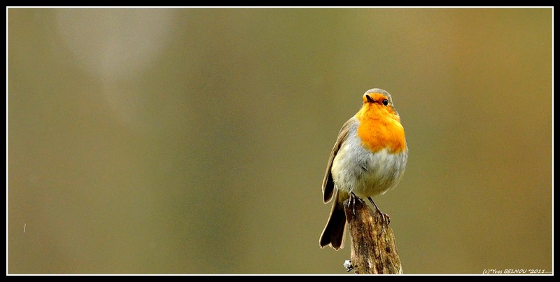 DSC_0075_4109Belnou yvesDSC_0075 Rouge gorge familier  IM.jpg