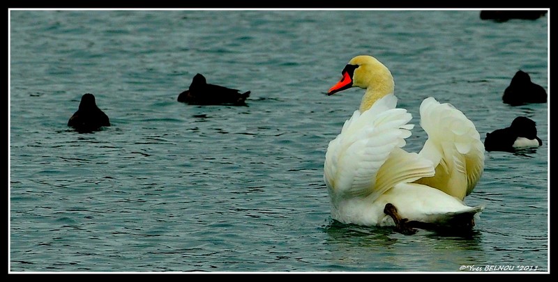 Belnou.YvesDSC_0027_4447CopyrightDSC_0027  Cygne Barrage de VERBOIS.CH.IN.jpg