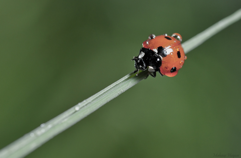Image&Nature_sous-la-pluie_1.jpg