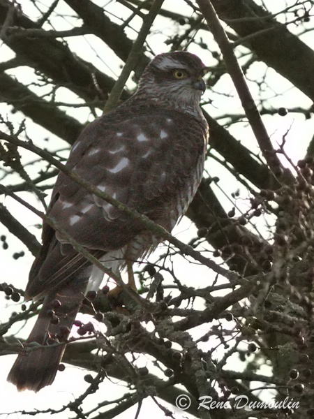epervier 51735F.jpg