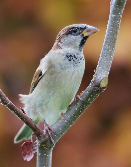 IMG_1155MOINEAU.jpg