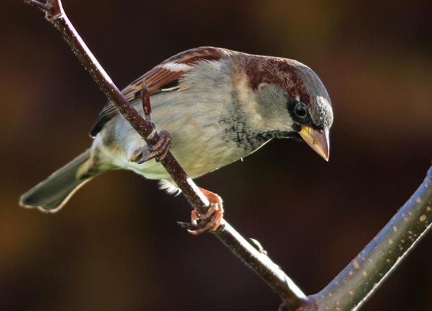 IMG_1191MOINEAU.jpg