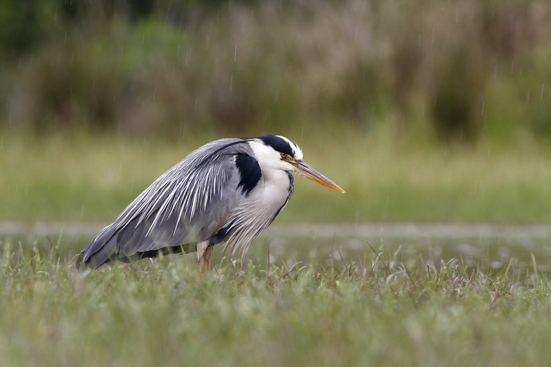 image nature.jpg