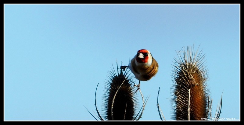 Belnou.YvesDSC_0303_4823CopyrightDSC_0303 Chardonneret Elégant Campagne SORA.CH IN.jpg