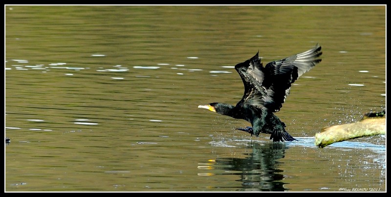 Belnou.YvesDSC_0082_4605CopyrightDSC_0082 Cormoran VERVOIS.CH IN.jpg
