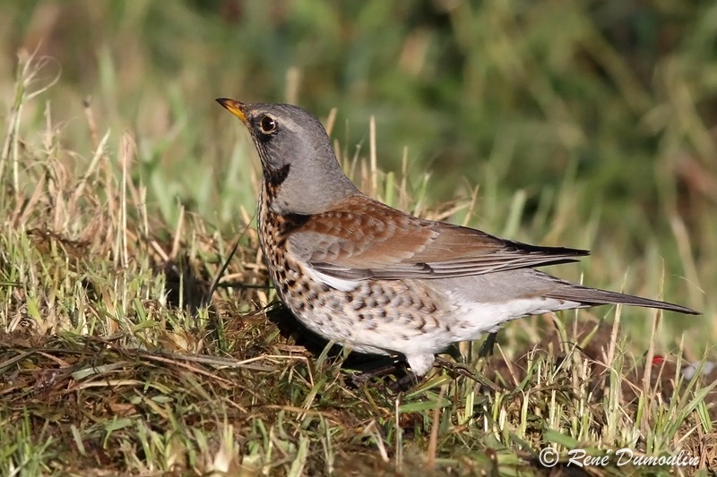litorne 52115.jpg