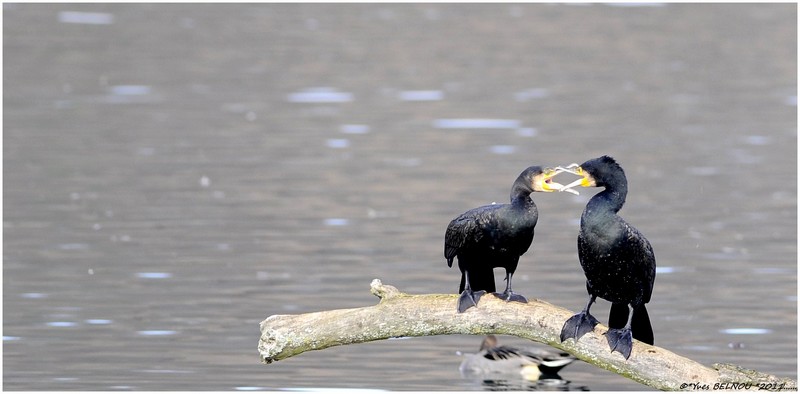 Belnou.Yves_DSC0303_5086Copyright_DSC0303 CORMORAN.VERBOIS.CH.IN..jpg