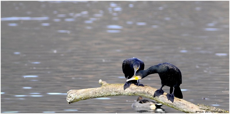 Belnou.Yves_DSC0290_5073Copyright_DSC0290 CORMORAN.VERBOIS.CH .IN..jpg