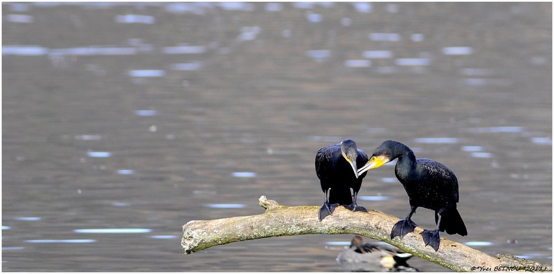 Belnou.Yves_DSC0292_5075Copyright_DSC0292 CORMORAN.VERBOIS.CH.IN..jpg