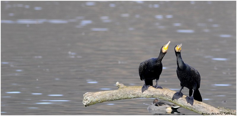 Belnou.Yves_DSC0296_5079Copyright_DSC0296 CORMORAN.VERBOIS.CH.IN..jpg
