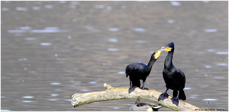 Belnou.Yves_DSC0302_5085Copyright_DSC0302 CORMORAN VERBOIS.CH.IN..jpg