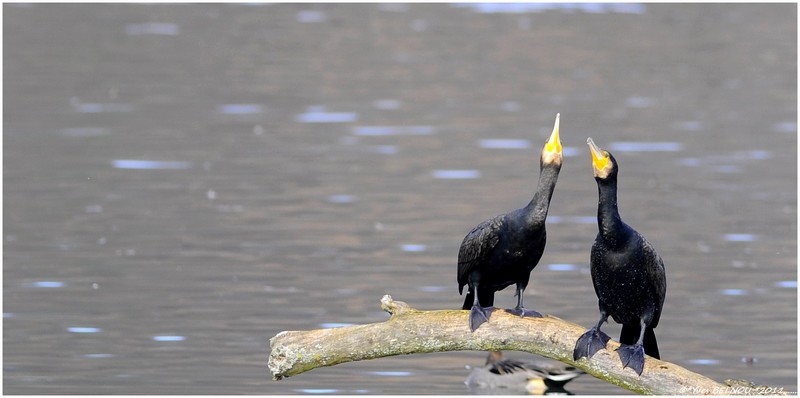 Belnou.Yves_DSC0306_5089Copyright_DSC0306 CORMORAN.VERBOIS.CH.IN..jpg