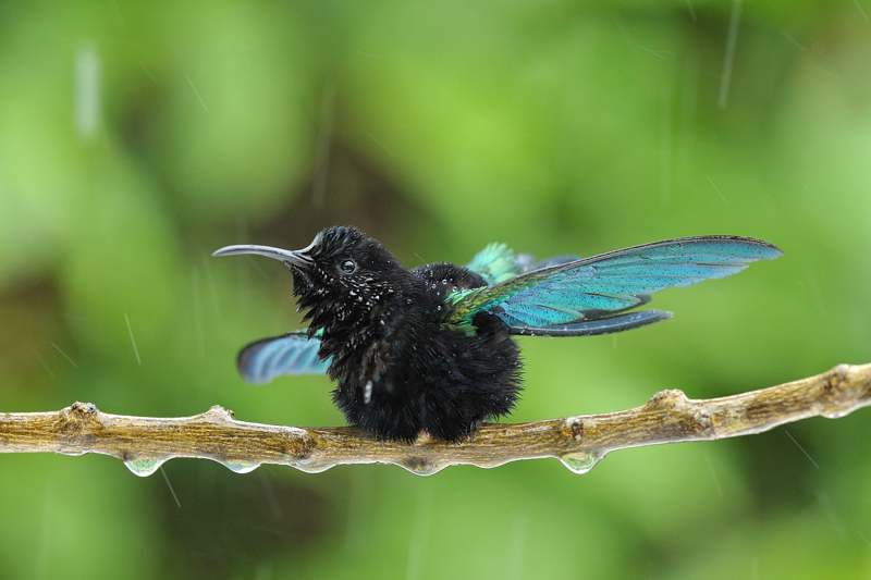 colibri madère 2.jpg