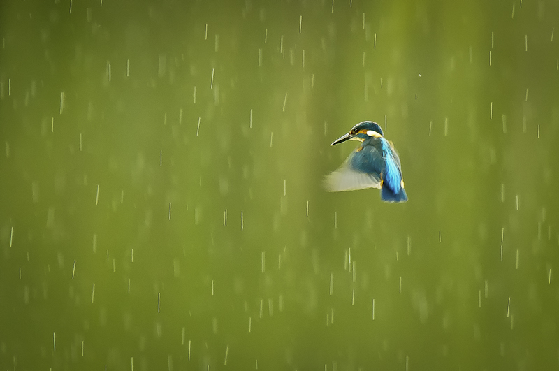 Sous la pluie.jpg