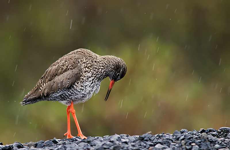 pluie 3.jpg