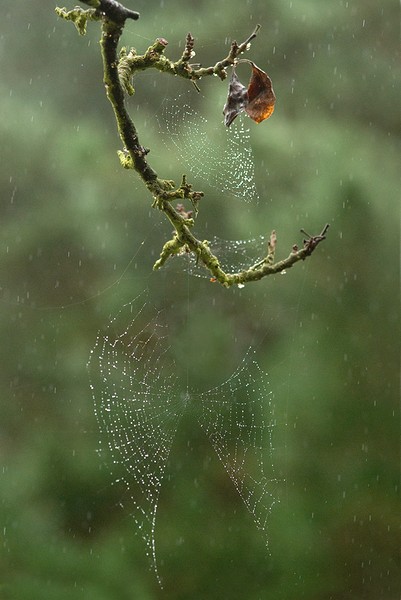 Pluie1W.jpg