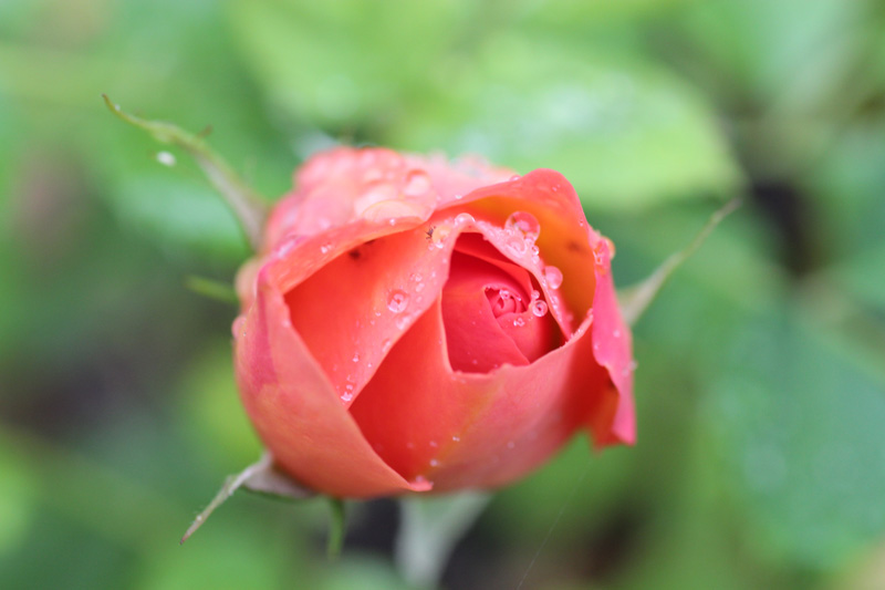 rose.jpg