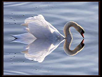 CYGNE TUBERCULE copie.jpg