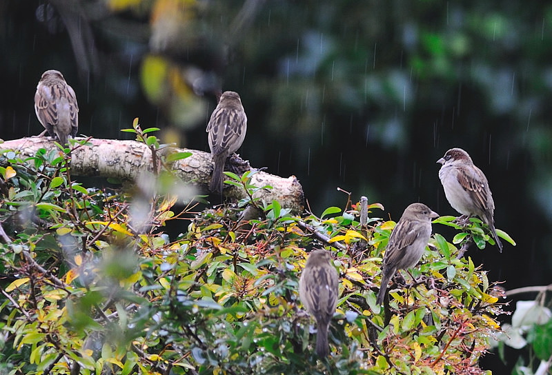 oiseau131.jpg