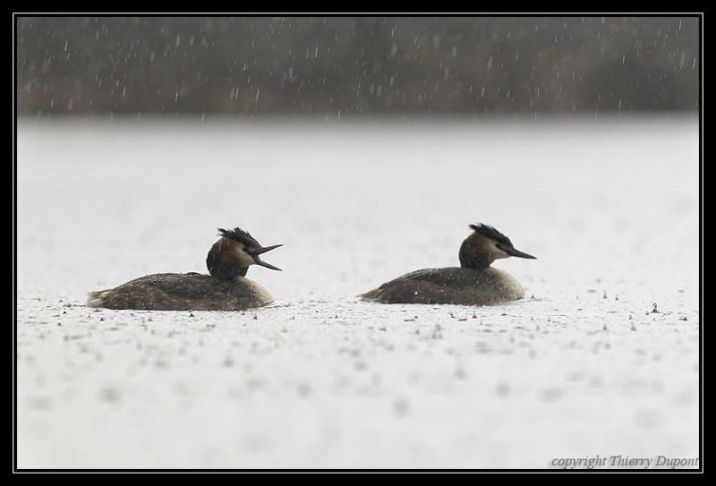 grebes_2_for.jpg