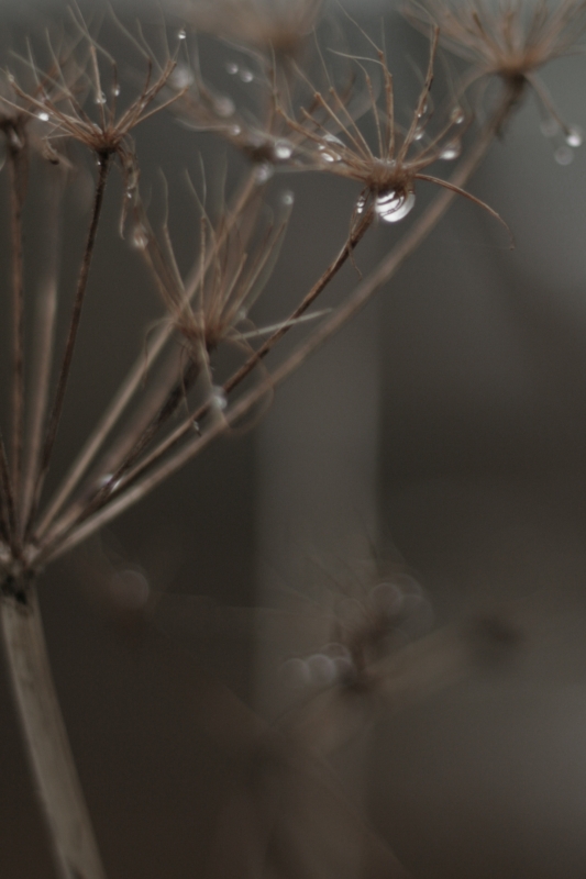 gouttelettes 800px.jpg