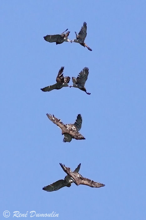 circaete 03891volmontphf.jpg