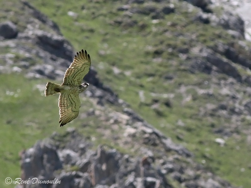 circaete 38425proiephf.jpg