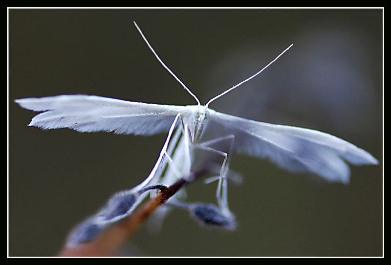 FantÃ´me dans la nuit, le ptÃ©rophore blanc.jpg