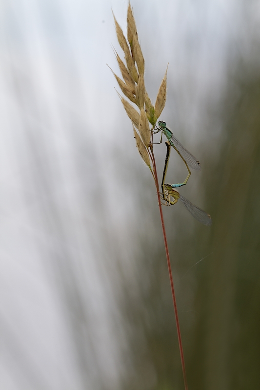 IMG_6649 copie.jpg
