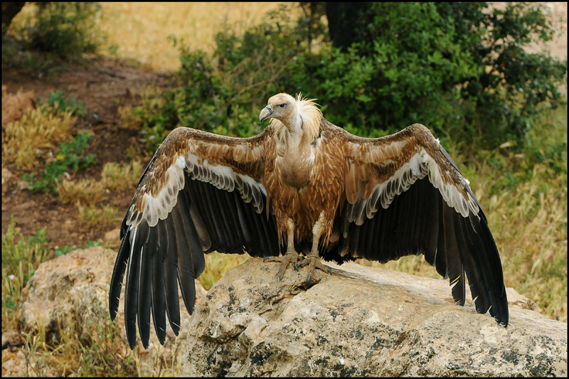 2-vautour.jpg